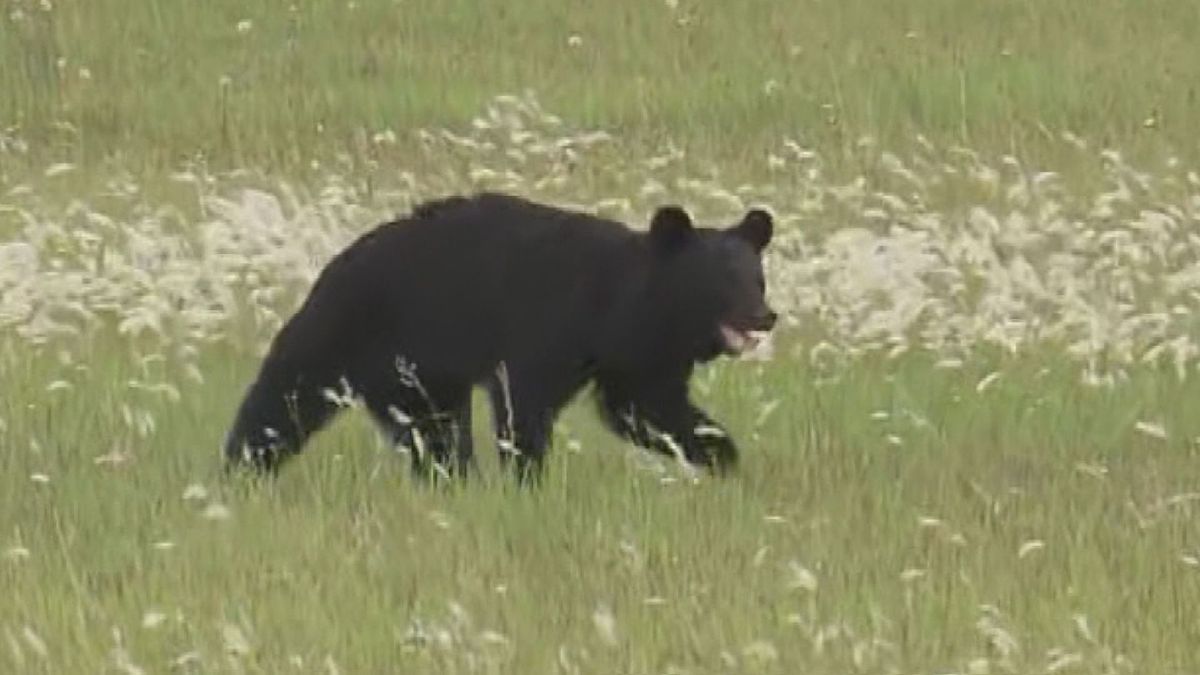 山形県内のクマ出没警報9月末まで期間延長　依然目撃相次ぐ　ブナの実「大凶作」の見込み