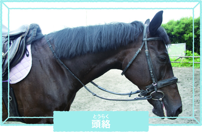 熊本県立翔陽高等学校 馬術部 「自分で馬を調教し練習して、その成果を見せられるところが面白い」【Spotlight VOL.66 】