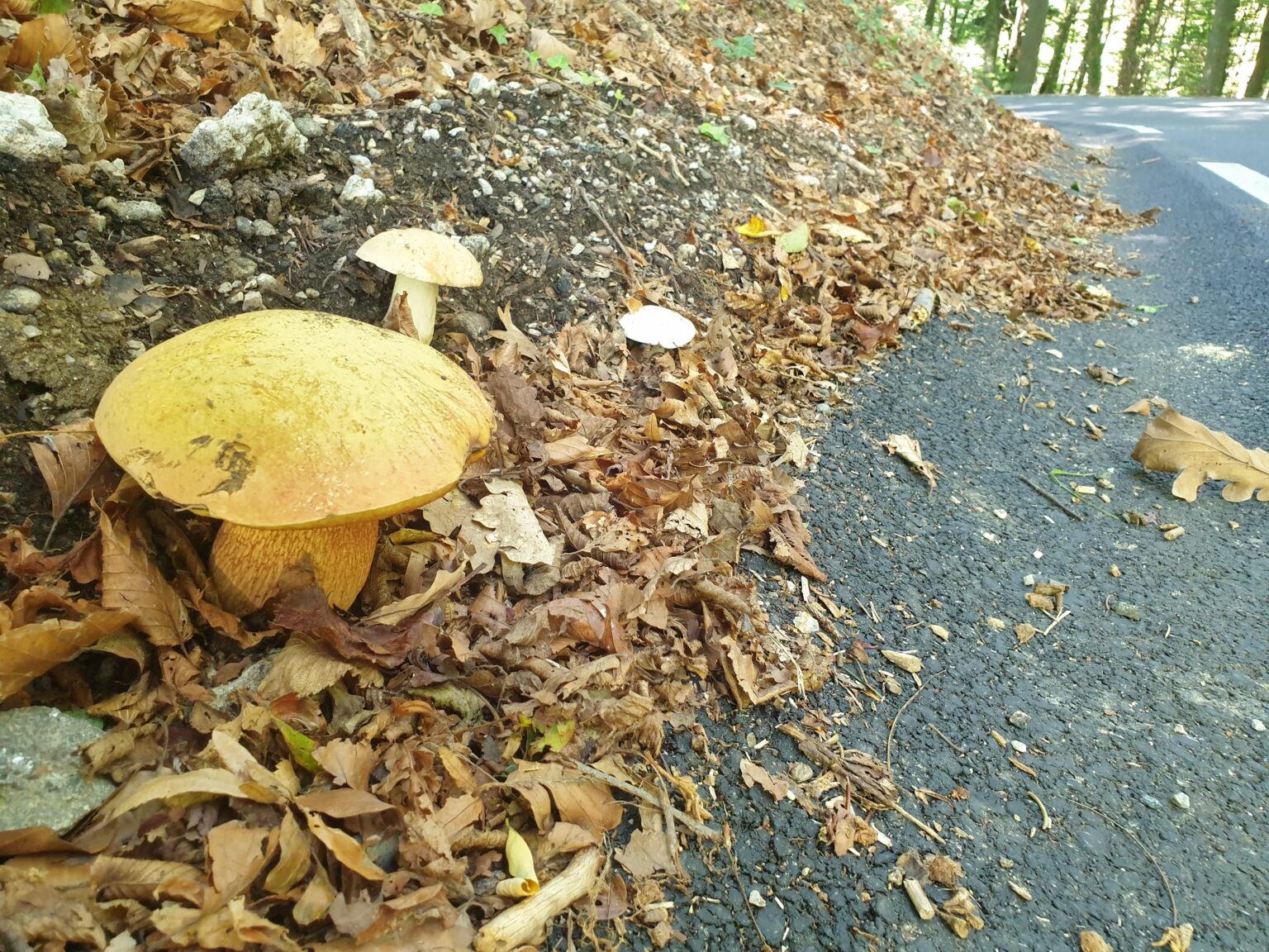 私たちの国では、彼らは道路のすぐそばに食用キノコを育てます