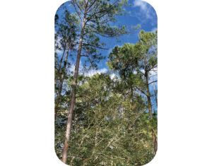 Vol.4 オーストラリア編!フレンドリーな国民性と、治安の良さから留学先として人気の“オーストラリア”を紹介!