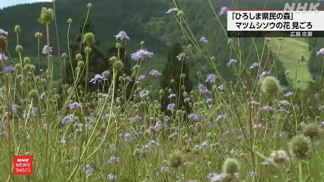 広島 庄原 ひろしま県民の森 マツムシソウの花が見頃｜NHK 広島のニュース