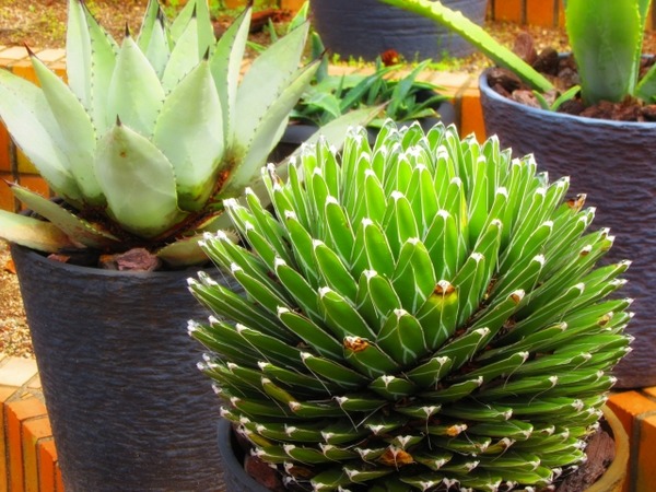 SOGAWA STREET SPINE5