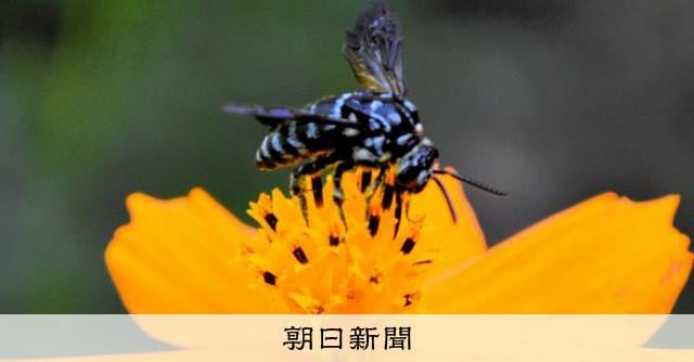 「幸せを呼ぶ青いハチ」 滋賀・湖南の長寿寺に 体長1センチあまり