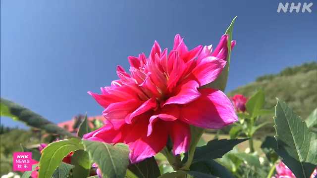 秋田国際ダリア園 色鮮やかなダリアが見頃迎える｜NHK 秋田県のニュース