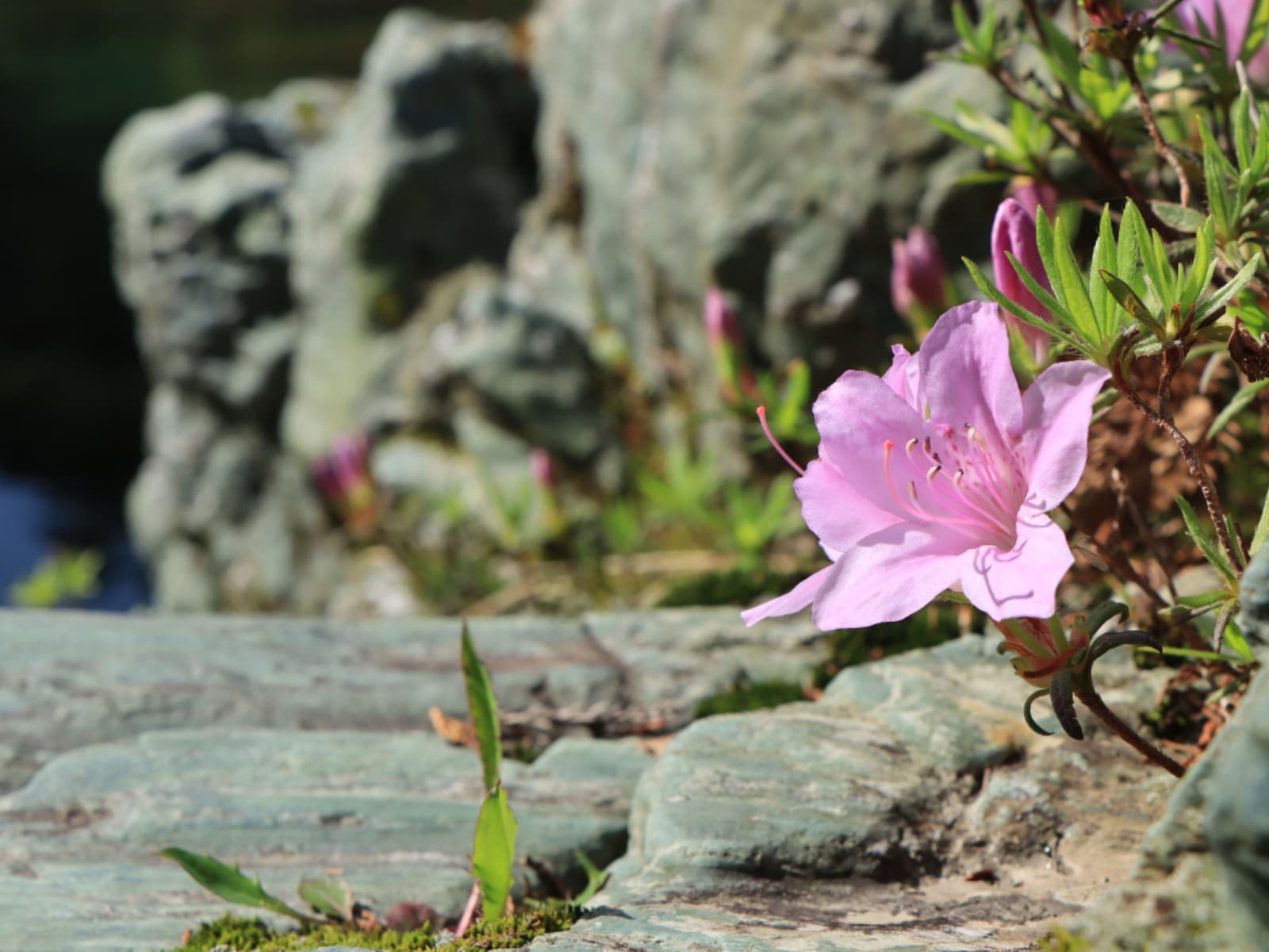 「好き＆行ってみたい高知県のダム」ランキング