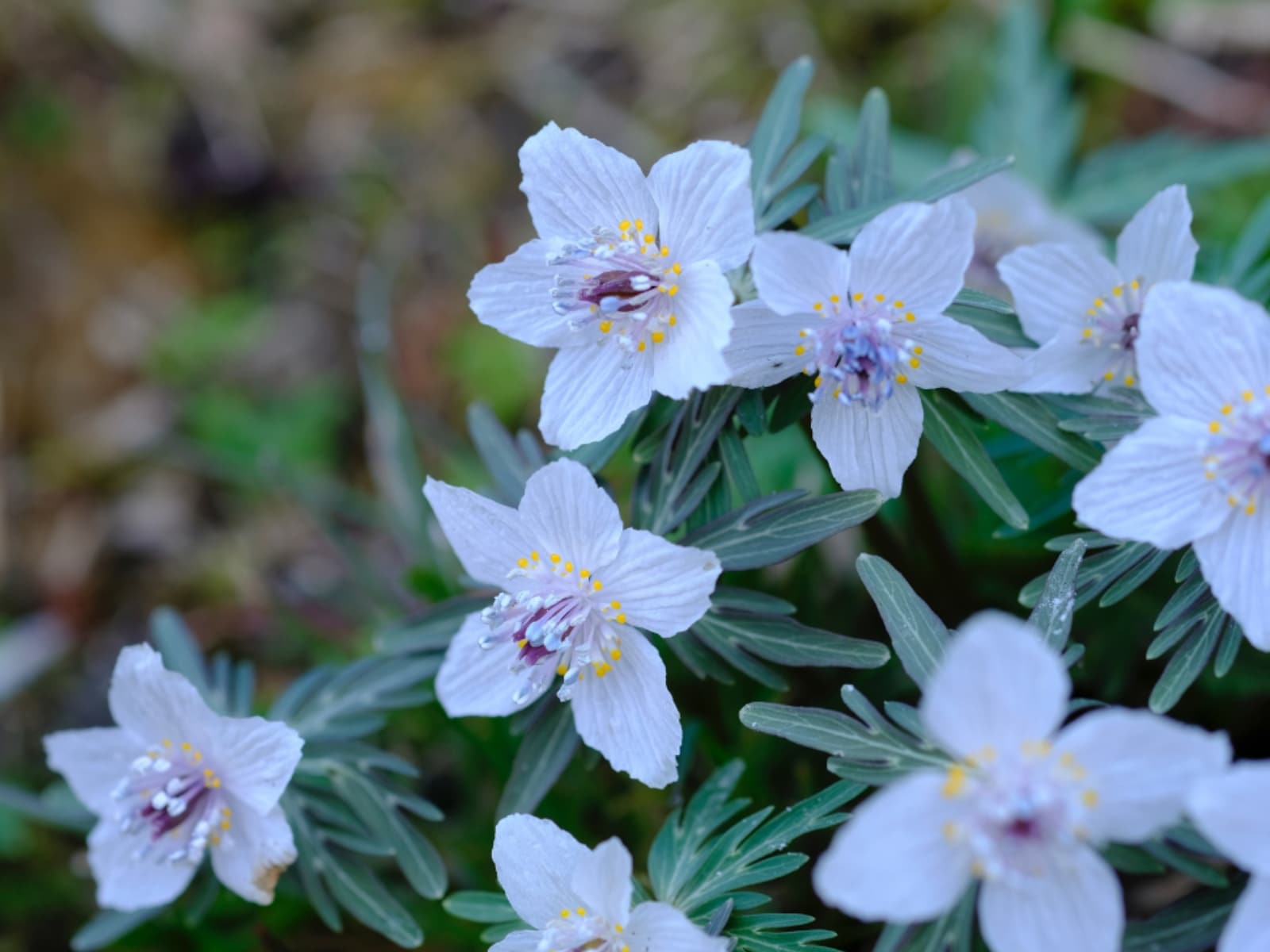 「広島県の道の駅」ランキング