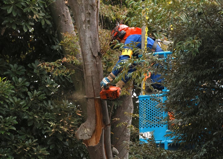 再開発事業ため、明治神宮第二球場で伐採されるケヤキ（2024年10月28日）