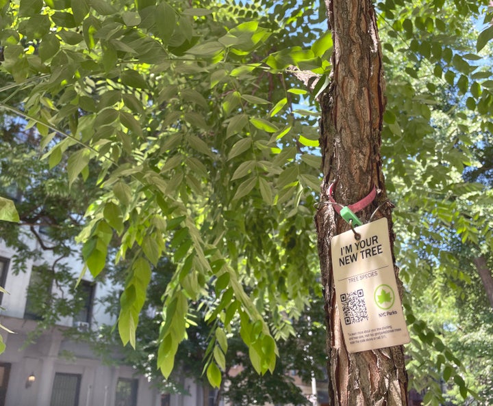 ニューヨーク市で新たに植えられた樹木。木々は、新鮮な空気や涼しい空間などの恩恵をもたらす