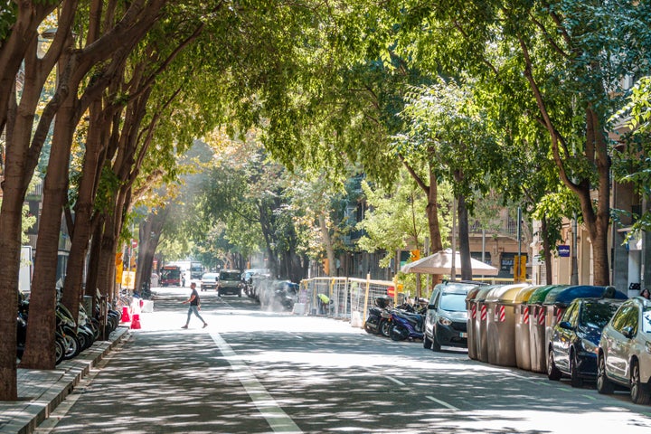 スペイン・バルセロナに植えられた樹冠の大きい街路樹