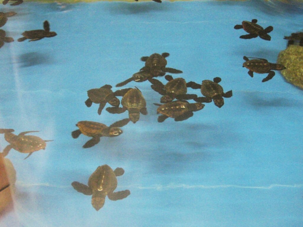 お土産が充実していると思う「三重県の道の駅」ランキング！ 2位「紀宝町ウミガメ公園」を抑えた1位は？【2025年調査】 - All About ニュース