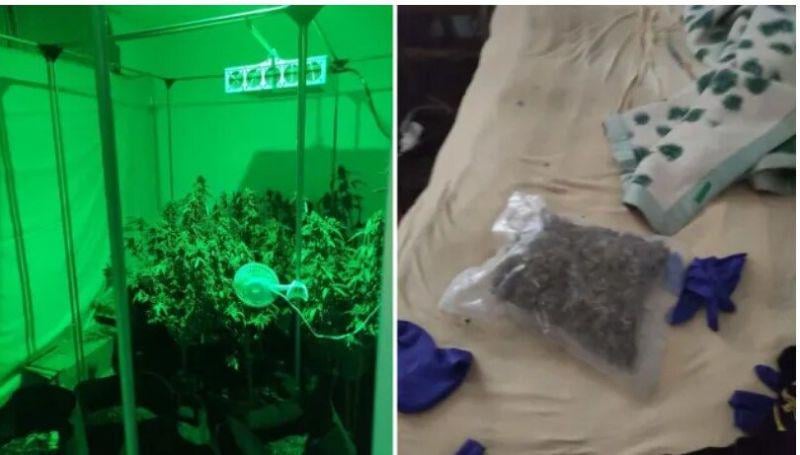 50 kgのマリファナで特別検察庁の元ボスの息子を捕まえた