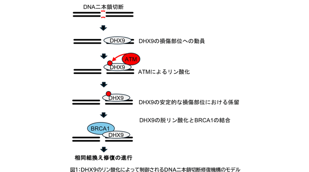 東京工科大学