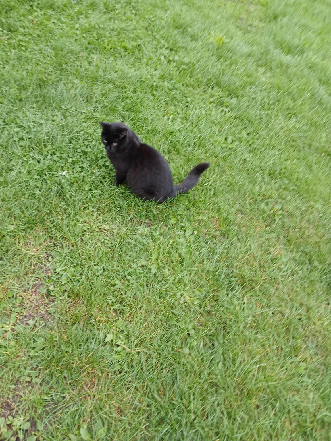 私は猫を見つけました、そして私は何をすべきかわかりません