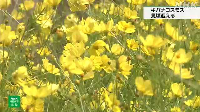キバナコスモスが見頃 国営讃岐まんのう公園 香川｜NHK 香川県のニュース