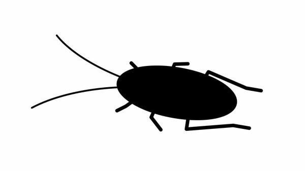 天井裏に150匹も…茶褐色の巨体で無数にうごめく「ワモンゴキブリ」が都内で増殖中。殺虫剤も効きにくい駆除業者泣かせの生態