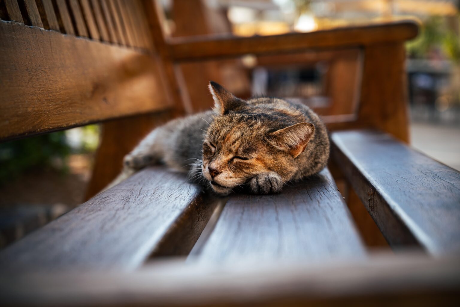 バラッカの庭で寝ている猫