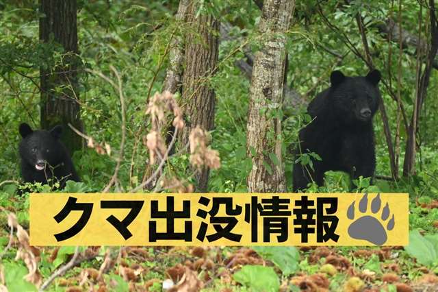 秋田市上新城の民家敷地内にクマ 木の下でクルミ食べる 秋田北ＩＣから８００メートル｜秋田魁新報電子版 - 秋田魁新報電子版
