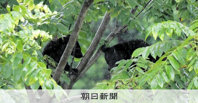 秋田の人里そばで親子グマを撮影　クルミに登り、ずり落ちる子グマも [秋田県]：朝日新聞