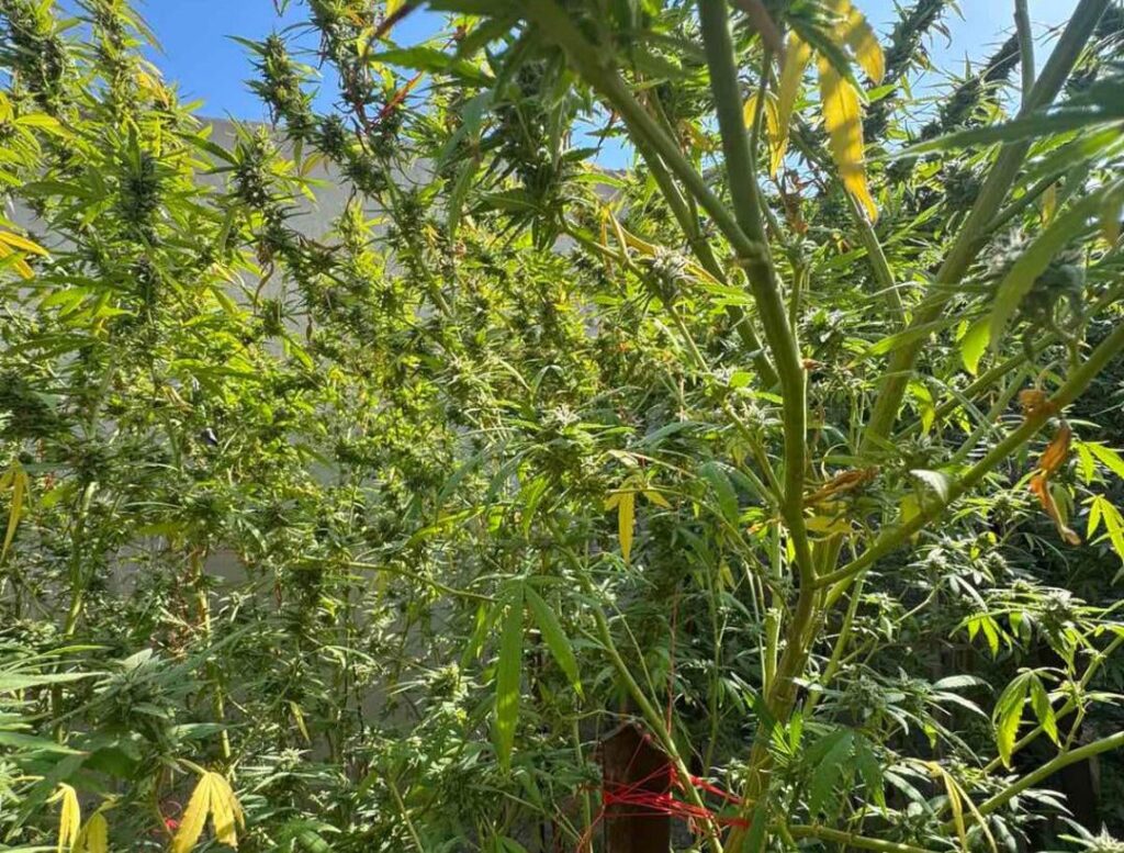 大麻に対する81歳の逮捕に関する考え。