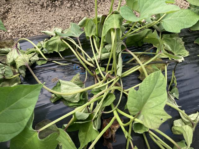 サツマイモ茎根腐細菌病、宮崎県種苗センターで感染　139農地に供給、一部は防除 - Miyanichi e-press