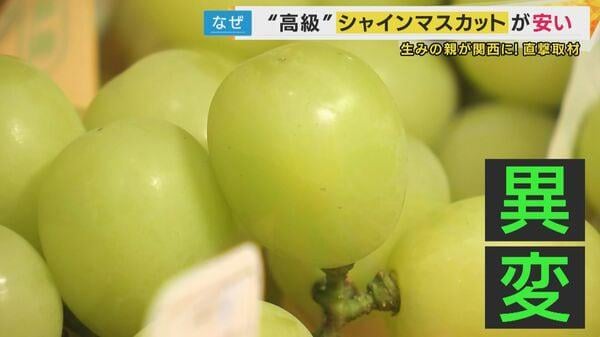 「1房千円以下も」シャインマスカット”猛暑影響で小粒・生産量増”で安価に「黄色い方が甘い」見分け方も