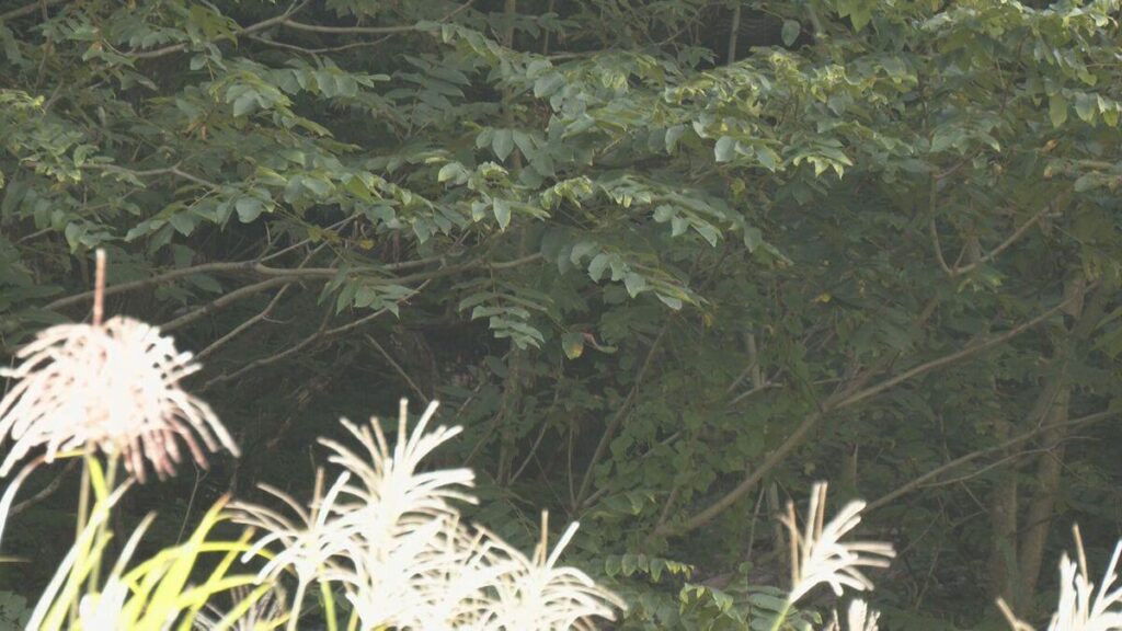 ワナにかかったクマに80代男性が襲われ頭や手にケガ 発砲して命中し近寄った直後に 岐阜県飛騨市