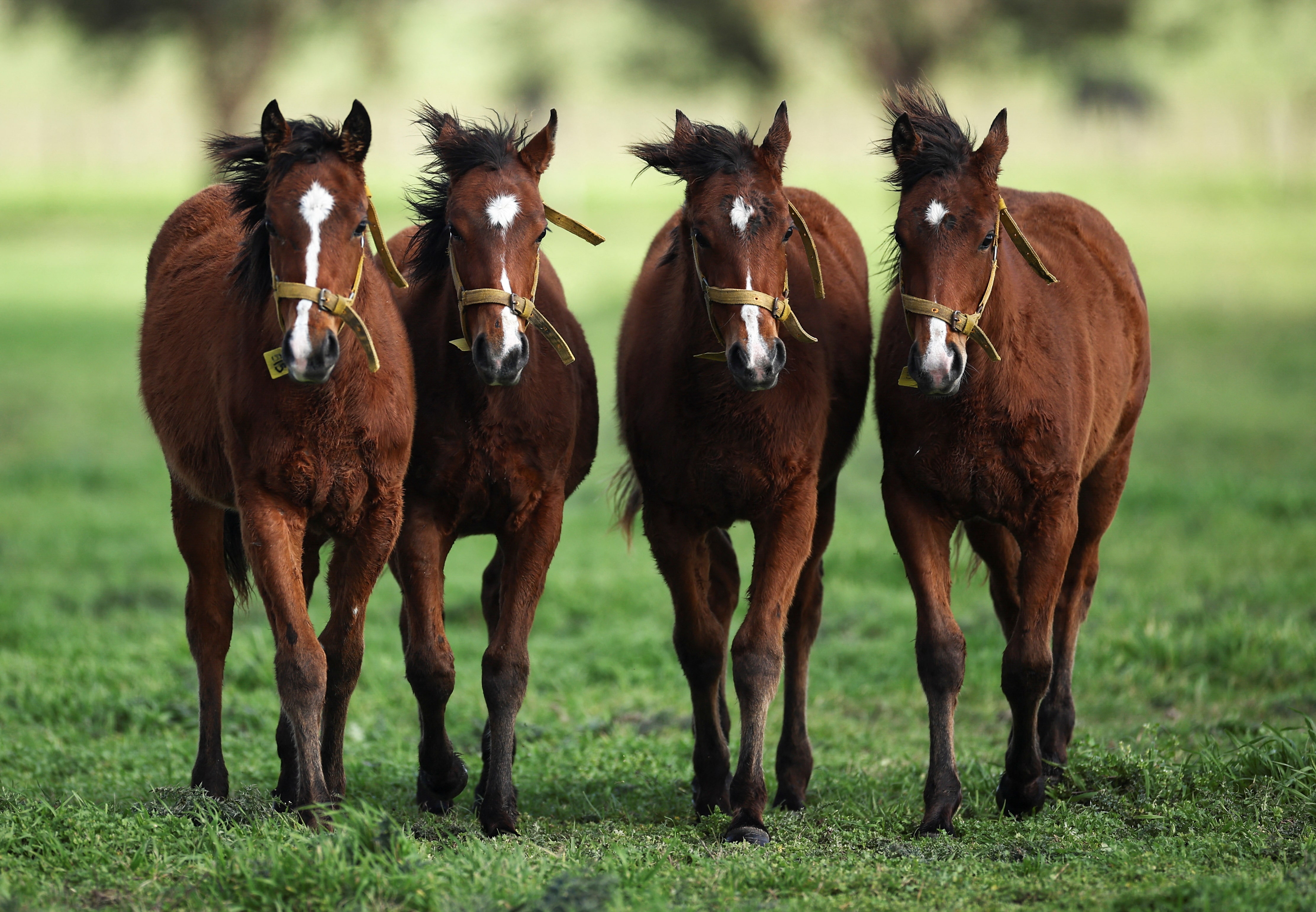 アルゼンチンで世界初の遺伝子編集馬、ポロ界は受け入れ巡り慎重姿勢