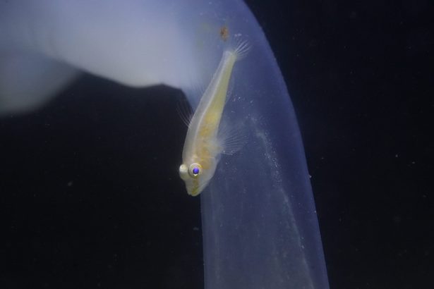沖縄で国内初の「ハゼ」 まるで黄金の輝き、和名は「クガニウミタケハゼ」 美ら海水族館