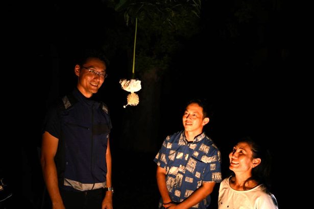 ふんわり白い花 アフリカバオバブが開花 海洋博の熱帯ドリームセンター 本部町 沖縄