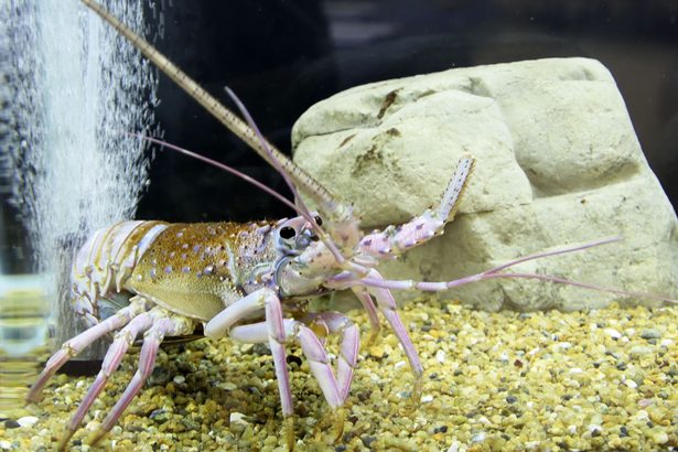白や青　イセエビ水揚げ　来月１３日まで展示千葉いすみ