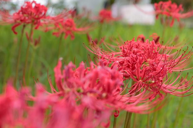 ヒガンバナは酷暑でも　宮城島で9月史上最高34.8度　10月以降も高温続く　沖縄