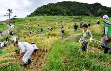 被災輪島「白米千枚田」で稲刈り　ボランティアら暑さの中、手作業 - 琉球新報デジタル