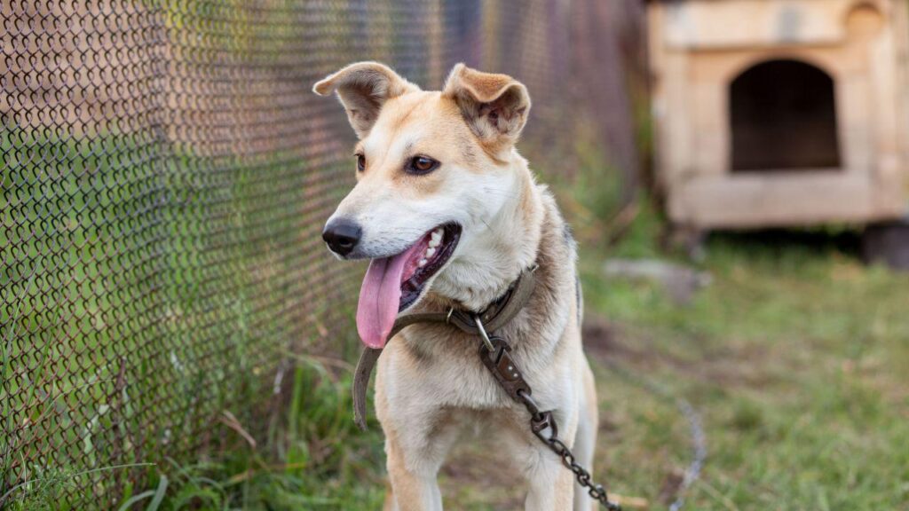 ポーランド議会は、犬を鎖に維持することを禁止することに投票します