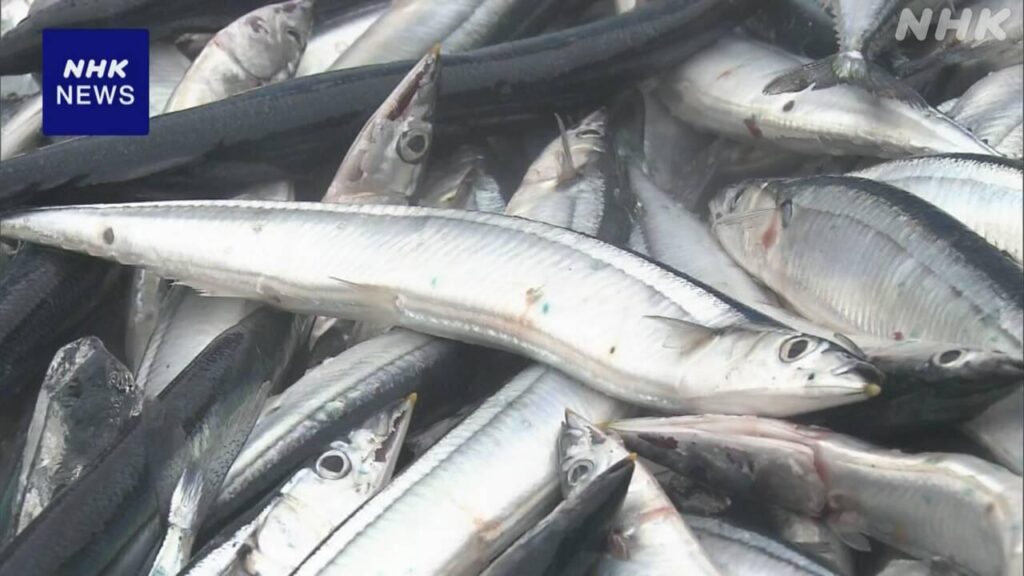 サンマ “予想以上の水揚げ” 受け入れ追いつかず漁獲量を調整