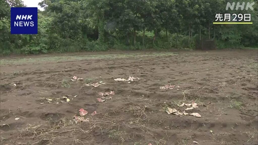 北海道 江差町 駆除のヒグマ スイカ食い荒らしのクマとDNA一致