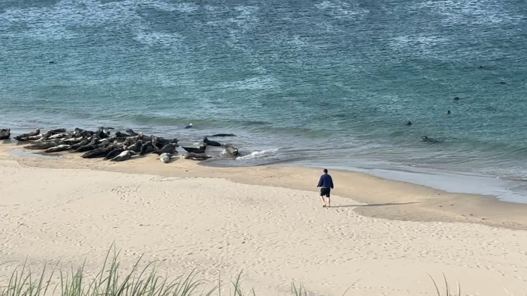 グレートブラスク島のゴブシャイト [oc]