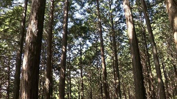 不明のパラグライダーを山中の木に宙づりの状態で発見 パラグライダー歴20年の75歳男性死亡 高知・土佐市