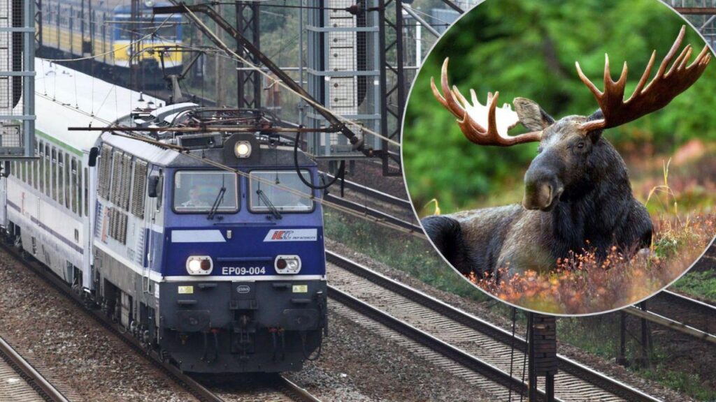 「セレブ」ムースは、鉄道の線路で昼寝をした後、ポーランドの列車を混乱させます