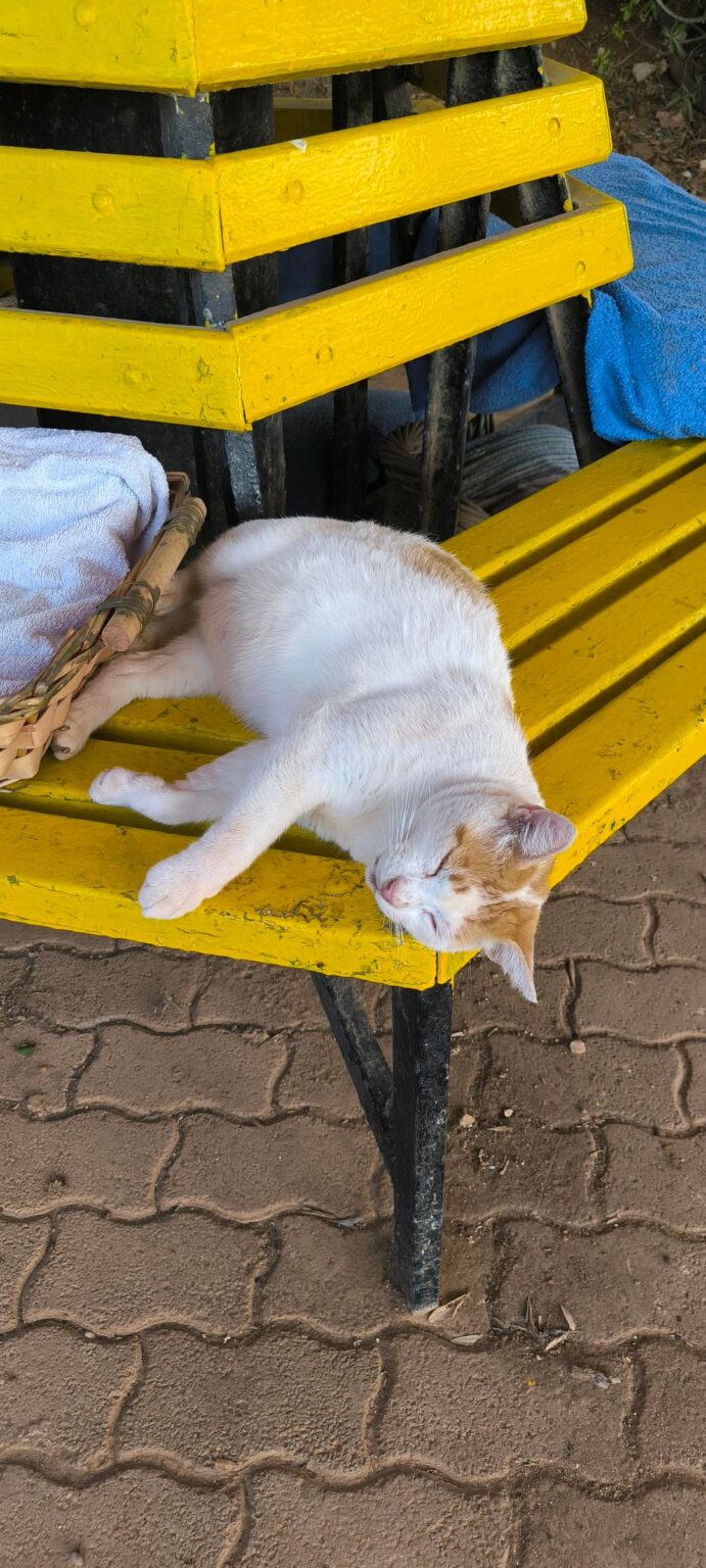 猫の摂食ルール