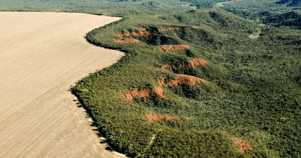 Brazil: Chicken products sold in Europe still connected to soy sourced from deforested lands; incl. companies’ comments Brazil: Chicken products sold in Europe still connected to soy sourced from deforested lands; incl. companies' comments