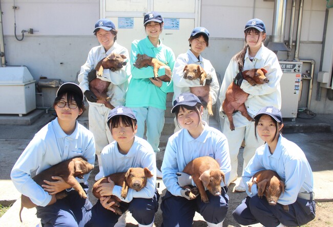 熊本市の高校生開発のブランド豚「くまもとの赤ぶた」がさとふる限定でふるさと納税に初登場！ | 鹿児島・九州プレスリリース | 生活情報 | くらし