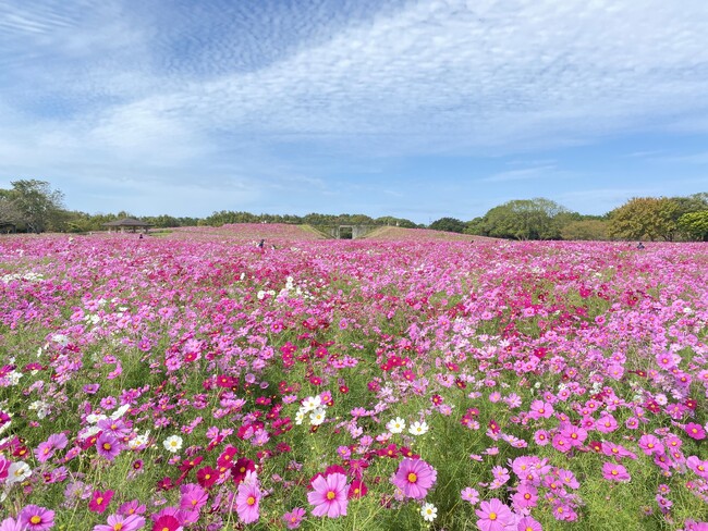 うみなか＊はなまつり2025 開催【公営海の中道海浜公園】 | 鹿児島・九州プレスリリース | 生活情報 | くらし