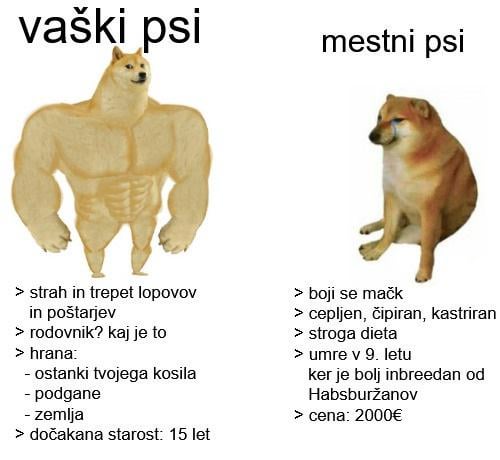 今日の「犬」