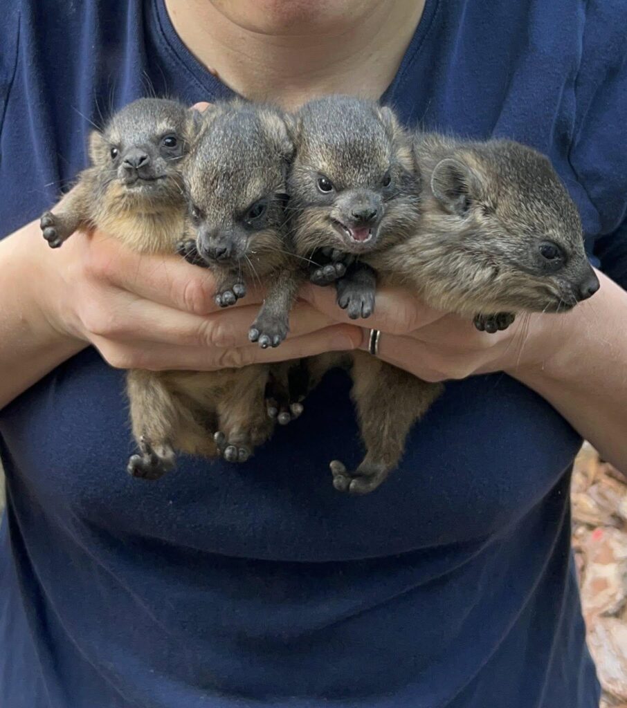 ワワ（ワルシャワ）動物園のベイビーハイラックス