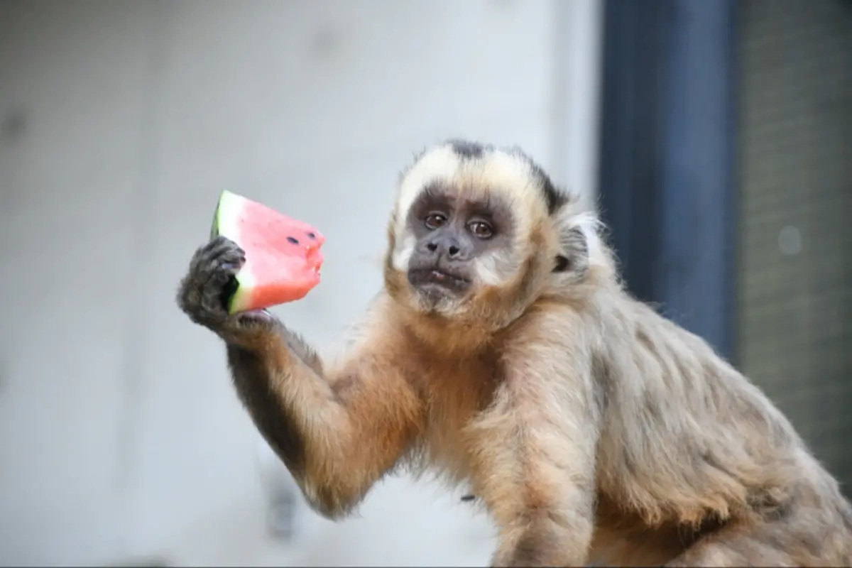 出典元：神戸市立王子動物園公式サイト