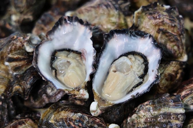 干潟の干満差を生かした「ひがた美人」は、こぶりでもプリッとふくよかでうまみが凝縮。カゴの中で転がりながら育つため、殻が深いのも特徴だ。かき養殖を担う部隊は赤松さんのほかに2チームあり、すべて「大分県漁業協同組合 中津支店」から飲食店などに販売される。