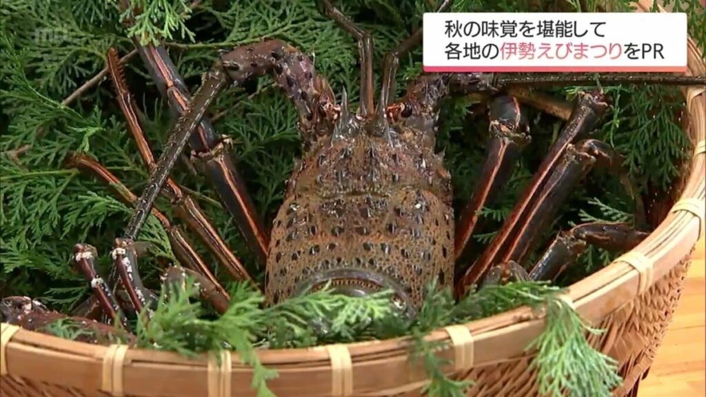 漁が解禁 宮崎県内の飲食店で伊勢えびを堪能できるイベントをPR - TBS NEWS DIG