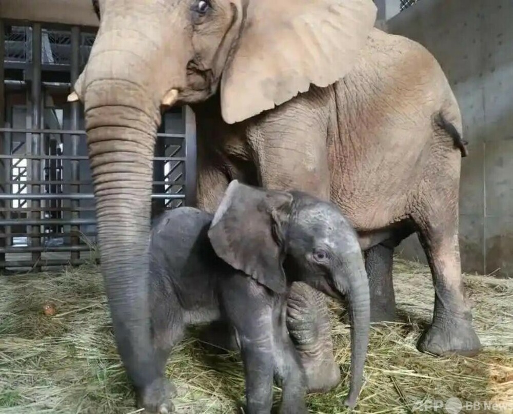 アフリカゾウ繁殖成功　上海で赤ちゃん3頭誕生　写真1枚　国際ニュース：AFPBB News