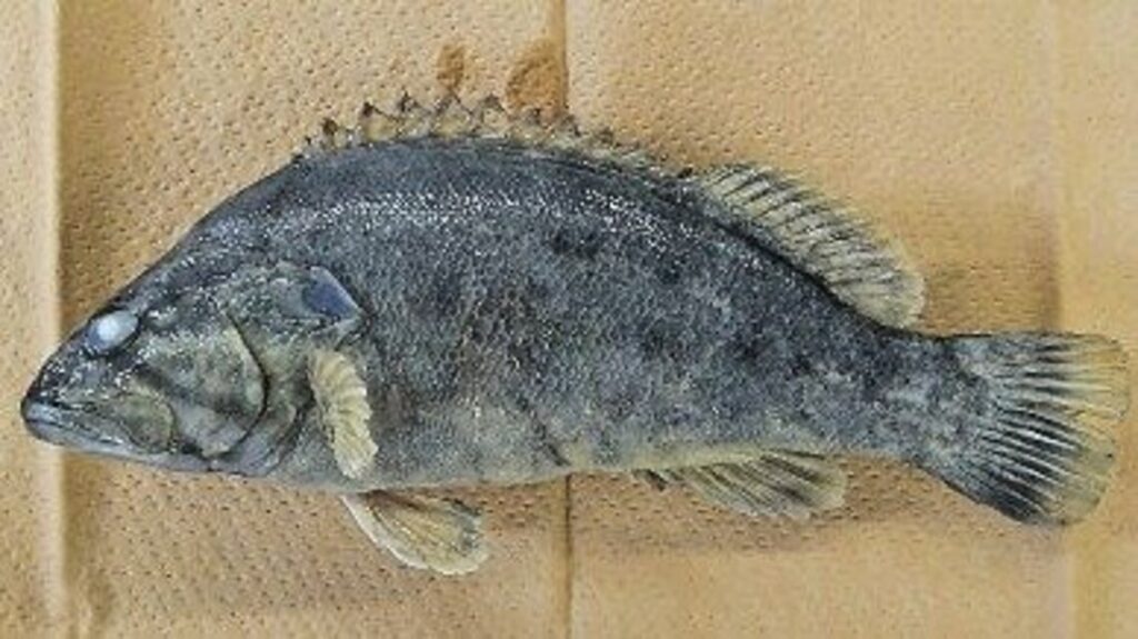 群馬・藤岡市内の鮎川で外来肉食魚を確認 国内2例目、生態系への影響を懸念 - 上毛新聞電子版