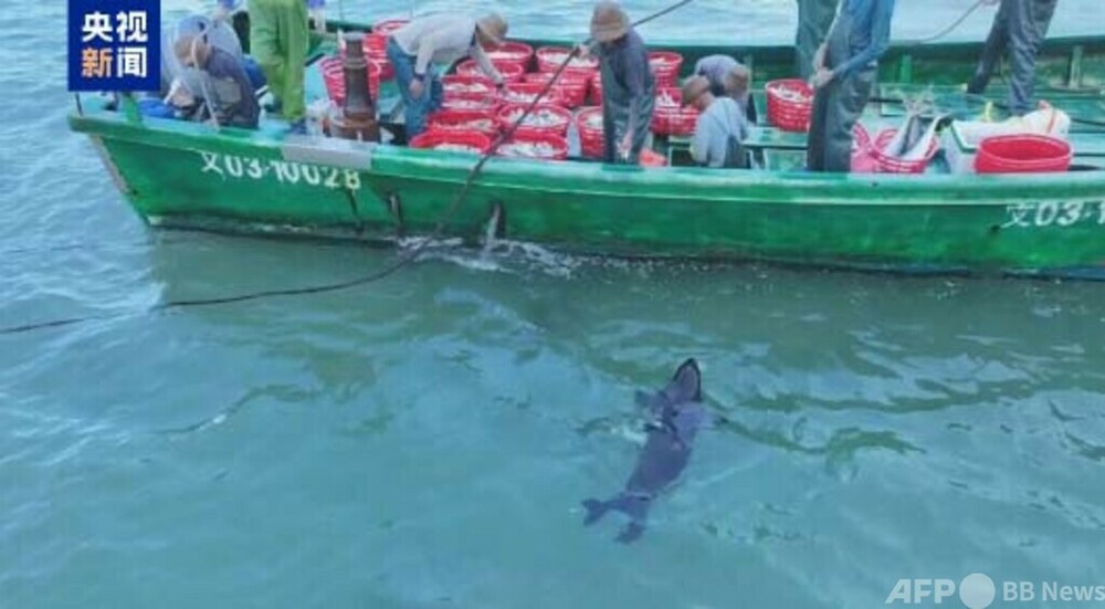 中国海南省、越境連携救助活動を開始　アザラシ「アノン」を故郷へ　写真1枚　国際ニュース：AFPBB News